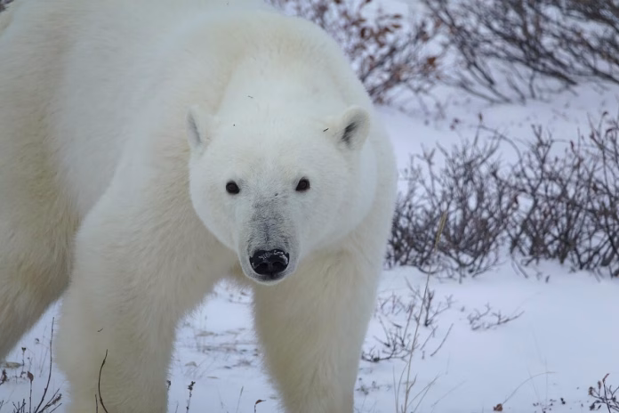 Test de cultură generală. Ce culoare sunt blana ursului polar, de fapt