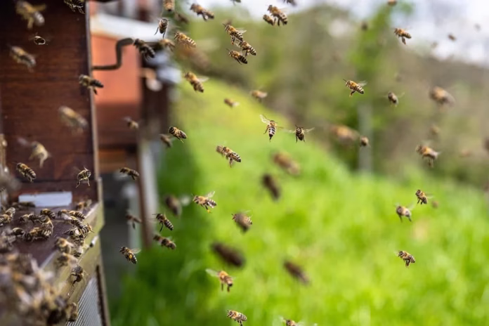 Victorie pentru albine: Justiția interzice folosirea pesticidelor controversate în agricultură